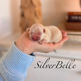 SilverBelle - Cream female Maltipoo puppy in Wendell, North Carolina from Teddys Teddy Bears