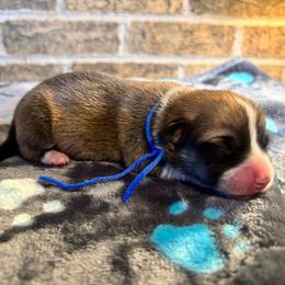 Blue Collar Male - Sable male Pembroke Welsh Corgi puppy in Mcarthur, Ohio from Bentley Corgis LLC