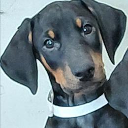 Countdown - Black and rust male Doberman Pinscher puppy in Valley View, Texas from Daystar Dobermans