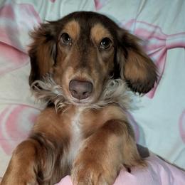 Stella - Dachshund