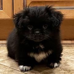 Tibetan Spaniel Puppies from Sterling Tibbies