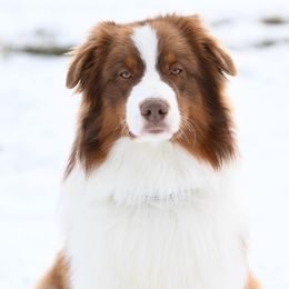 Australian Shepherds from RLShearer Aussies