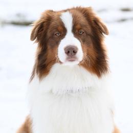 Australian Shepherds from RLShearer Aussies