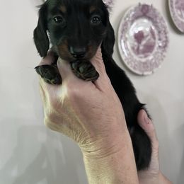 Girl 2 - Black and tan female Dachshund puppy in Gouverneur, New York from Dack Dachshunds