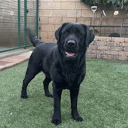 Rosie - Labrador Retriever