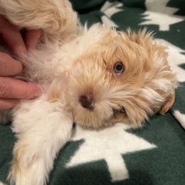 Bean - Havanese puppy from Windy Hill Havanese