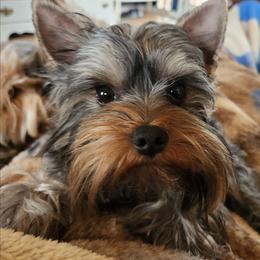 Yorkshire Terrier puppies from Nana's Yorkie Crew