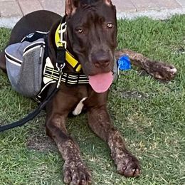 Great Dane Puppies from F&B Kennels