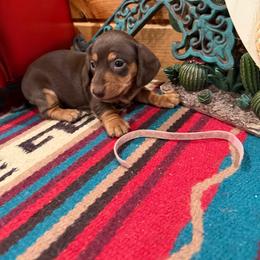 Pink collar short hair - Chocolate female Dachshund puppy in Pleasant Plains, Arkansas from JGBs Silver Spur Dachshunds