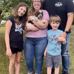 Orange collar - Liver and white male English Springer Spaniel puppy in Sterling, Michigan from Springerdoodles In MI