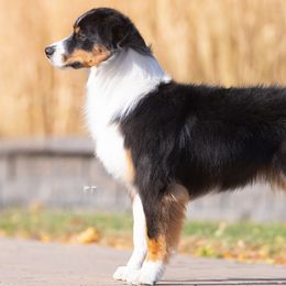 Australian Shepherds from SkyRyder Australian Shepherds
