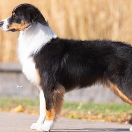 Australian Shepherds from SkyRyder Australian Shepherds