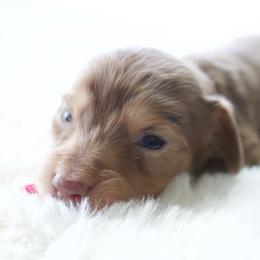 Petunia - Dapple female Dachshund puppy in Morrow, Ohio from Courtney’s Colorful Doxies