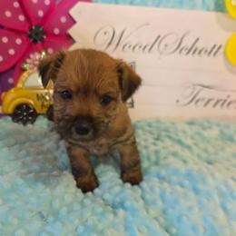 Miss Purple - Red wheaten female Cairn Terrier puppy in Savannah, Missouri from WoodSchott Cairn Terriers