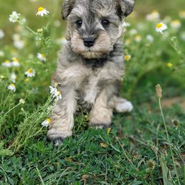 Aussiedoodle and Miniature Schnauzer Puppies from Cedar Creek Ranch
