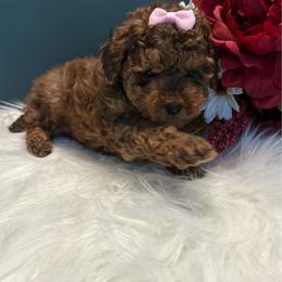 Ruth - Sable female Poodle puppy in Lakeland, Florida from Blessed Beginnings Puppies
