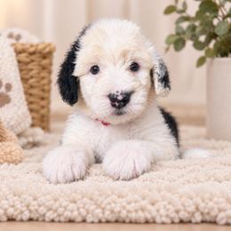 Red - Gray and white female Old English Sheepdog puppy in Iowa from Midwest Puppy Paws