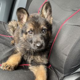 Orange Girl - Sable German Shepherd puppy in Little Rock, Arkansas from Vom Gonza German Shepherds