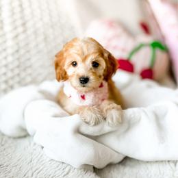 Walnut - Apricot male Goldendoodle puppy in Springville, Utah from Happy Doodle