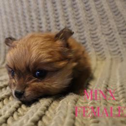 Pomeranian Puppies from Brandi’s Pomeranian Pups