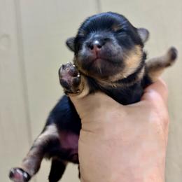 Early Bird  - 'Birdie' for short - Black and tan female Pomeranian puppy in Lake Forest Park, Washington from Tea Pup Pomeranians
