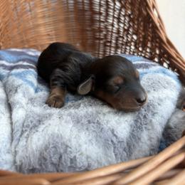 King - Red male Dachshund puppy in Pontotoc, Mississippi from Toddy Kennels