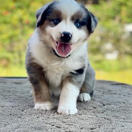 Gray - Blue merle male Miniature Australian Shepherd puppy in Silver Creek, Mississippi from E4 Farm Mini Aussie’s