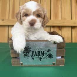 Fred-Etta - Red and white female Cockapoo puppy in Connersville, Indiana from MoonShine Babies