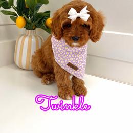 Twinkle - Red female Cavapoo puppy in Buford, Georgia from Petite Posh Puppies