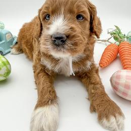 Orion - Red  male Goldendoodle puppy in Sunman, Indiana from Brunsman Country Doodles LLC