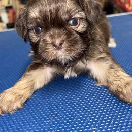 Theodore - Liver male Shih Tzu puppy in Eunice, Louisiana from 4J's Cajun Kennels