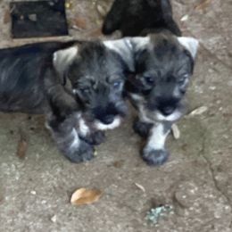 Miniature Schnauzers and Standard Schnauzers from Southcross Miniature Schnauzers and Standard Schnauzers