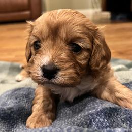 Sausage OFA F1 - Red male Cavapoo puppy in Garland, Kansas from 3W Ranch