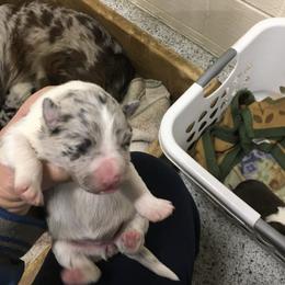 Girl 3 - Blue merle female Border Collie puppy in Hopedale , Ohio from Whipple Farms