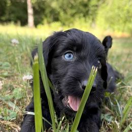 Aussiedoodle, Bordoodle, Goldendoodle, and Poodle Puppies from Korbella Farm