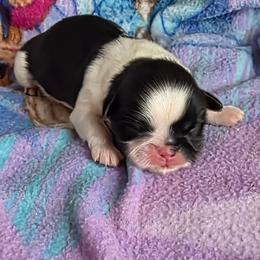 Boy 1 - Black and white male Shih Tzu puppy in White Pigeon, Michigan from Kathys Yorkie and Shih-tzu Cuties