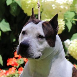 Bowery - American Staffordshire Terrier