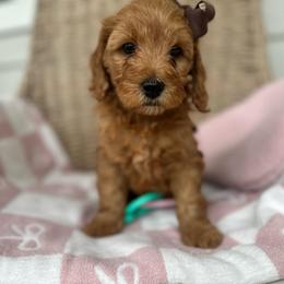 Tia - Red  female Goldendoodle puppy in Shingle Springs, California from Creamy Retrievers