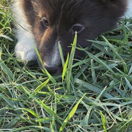 Luna - Black and white female Shetland Sheepdog puppy in Luray, Missouri from Krayola Shelties