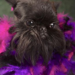 Brussels Griffon All Grown Up from Genesis Brussels Griffons