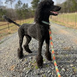Poppy - Poodle