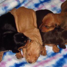 Dachshund Puppies from Hot Lil' Doggies  Dachshunds