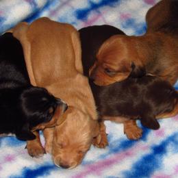 Dachshund Puppies from Hot Lil' Doggies  Dachshunds