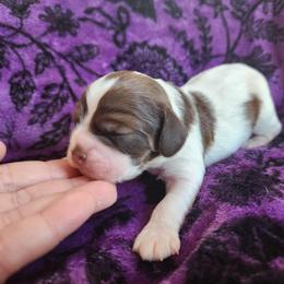 AKC Clue - Brown white and tan male Cocker Spaniel puppy in New Market, Tennessee from Down in the Holler