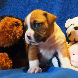 Boxer, Dalmatian, and Rottweiler Puppies from Poconopaws