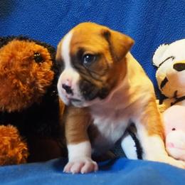 Boxer, Dalmatian, and Rottweiler Puppies from Poconopaws