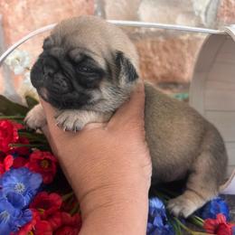 Blue collars - Fawn male Pug puppy in Tucson, Arizona from Furever Friends