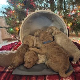Goldendoodle puppies from Florida's Joyful Goldendoodles