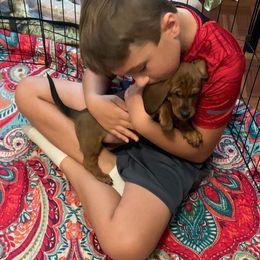 Dachshund Puppies from SkyeRiot Dachshunds