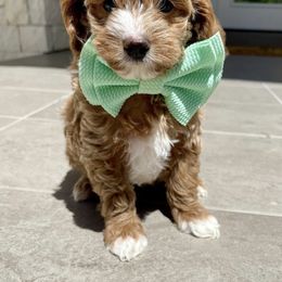 Goldendoodle Puppies from Paddington Doodles